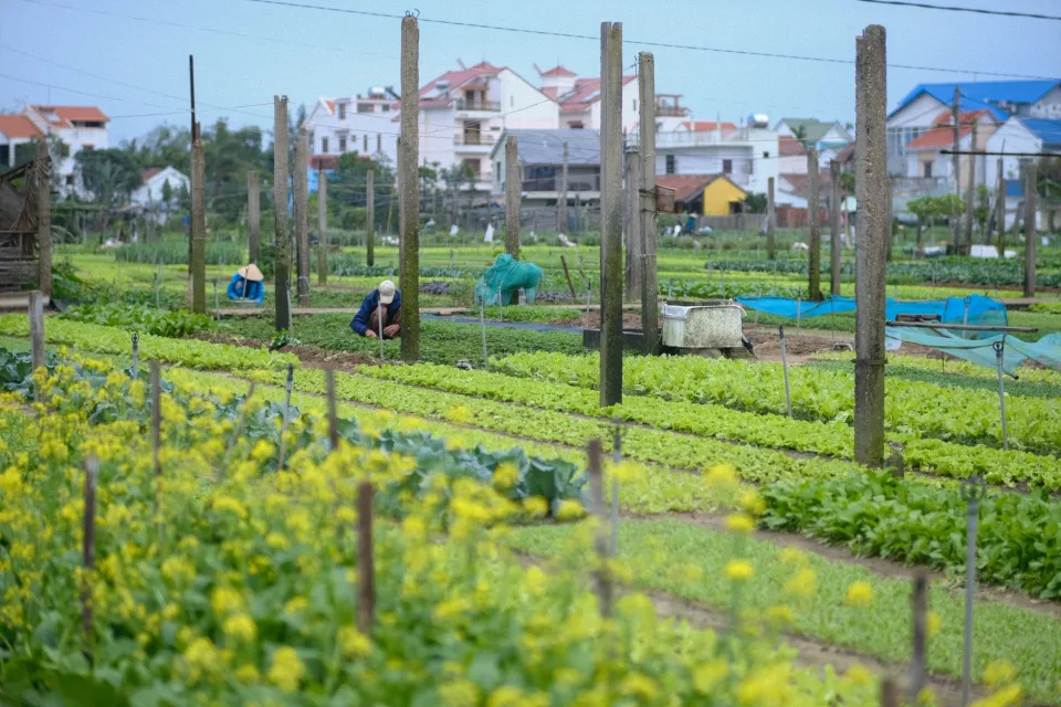 Gà thả vườn khỏe mạnh
